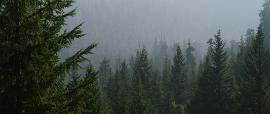 A pine forest