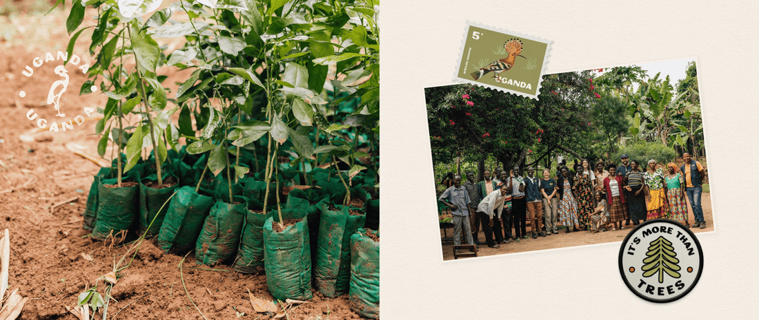 Tree saplings bagged up ready to be planted, and a postcard of a group of people smiling.